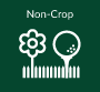 noncrop