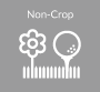 noncrop